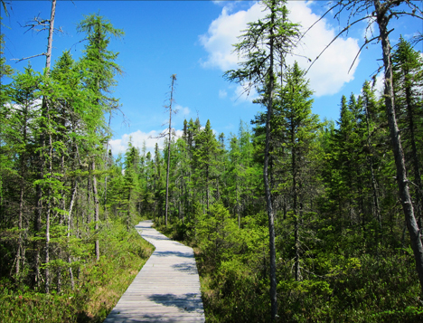 Adirondack Wetlands: Boreal Life Trail boardwalk over Barnum Bog at the Paul Smiths VIC